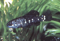 Elassoma evergladei, Everglades pygmy sunfish: aquarium