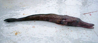 Parachaenichthys georgianus, :