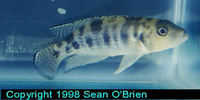 Neolamprologus hecqui, : aquarium