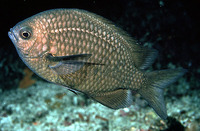 Chromis albomaculata, White-spotted chromis: