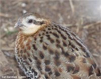 mountain bamboo partridge, Bambusicola fytchii