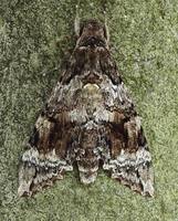 Sphingidae