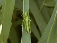 Euthystira brachyptera