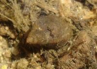 Galba truncatula - Dwarf Pond Snail
