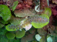 Pteraeolidia ianthina