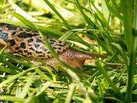 Limax maximus - Great Grey Slug