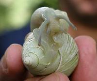 Atopochochlis exarata