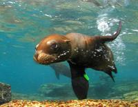 Image of: Zalophus californianus (California sea lion)