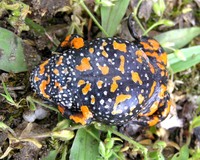 Bombina bombina - Fire-Bellied Toad