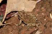 Bufo melanostictus - Gold Toad