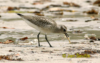 Pluvialis squatarola - Grey Plover