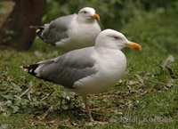 Larus argentatus argentatus