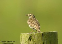 Anthus pratensis - Meadow Pipit
