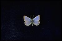 Image of: Icaricia icarioides