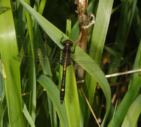 Image of: Leucorrhinia intacta