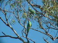 Barnardius barnardi - Mallee Ringneck