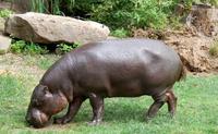 Hexaprotodon liberiensis - Pygmy Hippopotamus