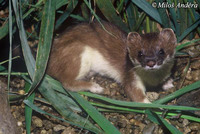 Mustela erminea - Ermine