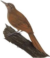 Image of: Deconychura longicauda (long-tailed woodcreeper)