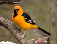 Image of: Icterus gularis (Altamira oriole)