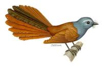 Image of: Rhipidura cyaniceps (blue-headed fantail)