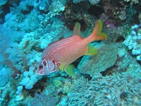 Sargocentron spiniferum - Giant Squirrelfish