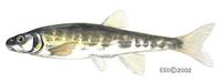 Image of: Phoxinus phoxinus (minnow)