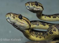 Corallus ruschenbergerii - Central American Tree Boa