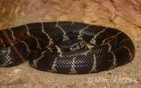 Lampropeltis getula californiae - California King Snake