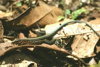 Ameiva festiva