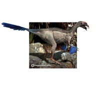 Caudipteryx