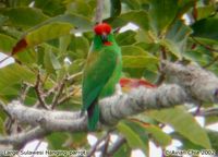 Sulawesi Hanging Parrot - Loriculus stigmatus