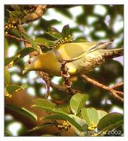 Yellow-footed Green Pigeon - Treron phoenicopterus