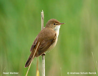 Eurasian Reed Warbler - Acrocephalus scirpaceus