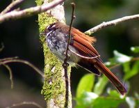 Streaky-breasted Fantail - Rhipidura dedemi