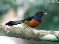 White-rumped Shama - Copsychus malabaricus