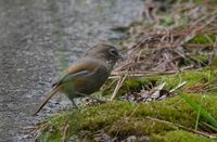 Taiwan Fulvetta - Alcippe formosana