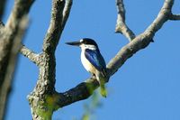 Forest Kingfisher