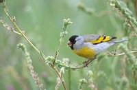 Lawrence's Goldfinch (Carduelis lawrencei) photo