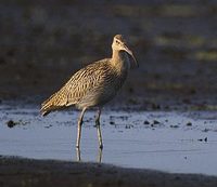 Eurasian Curlew (Numenius arquata) photo