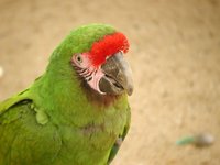 Great Green Macaw - Ara ambigua