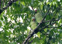 Red-lored Parrot - Amazona autumnalis