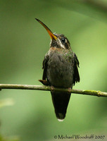 Band-tailed Barbthroat - Threnetes ruckeri