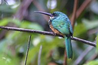 Rufous-tailed Jacamar - Galbula ruficauda