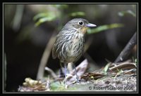 Santa Marta Antpitta - Grallaria bangsi