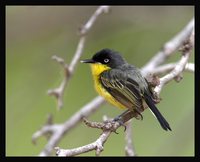 Common Tody-Flycatcher - Todirostrum cinereum