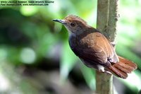 White-chested Babbler - Trichastoma rostratum