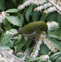 Japanese White-eye - Zosterops japonicus