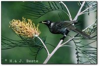 Bridled Honeyeater - Lichenostomus frenatus