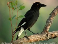 Pied Currawong - Strepera graculina